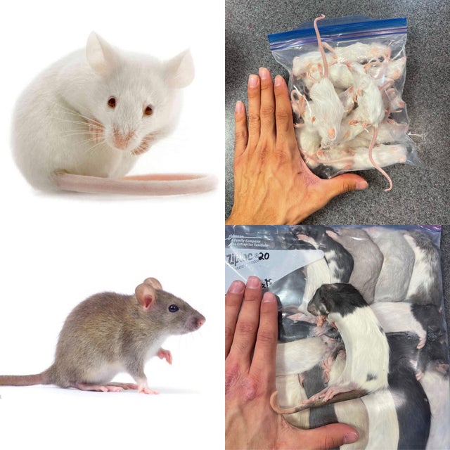 Breeder mice shop for sale
