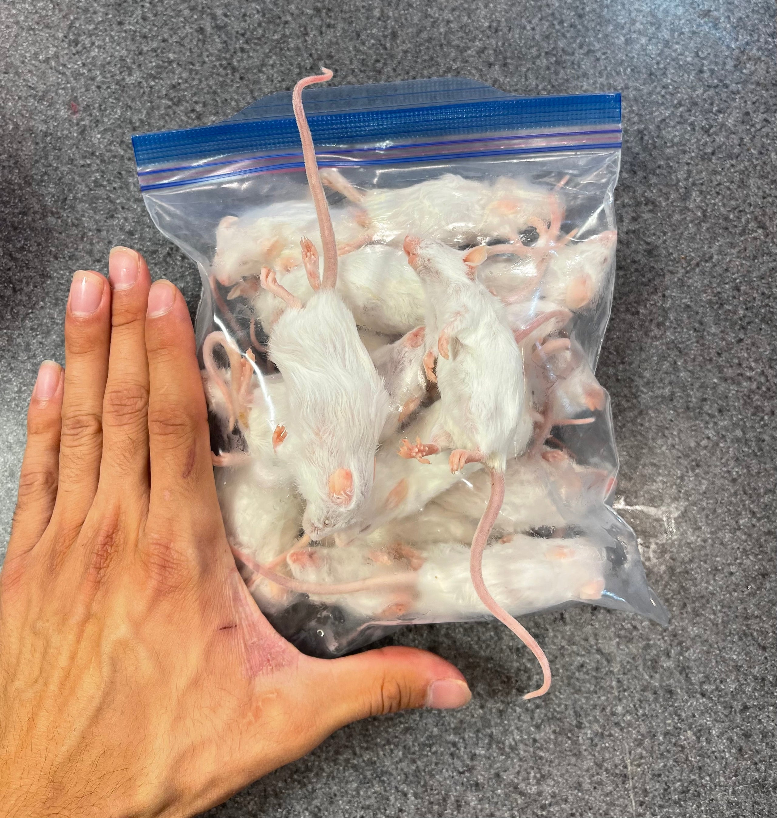 Hopper Mice As Pets 3d mon