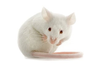 Feeder top mice live