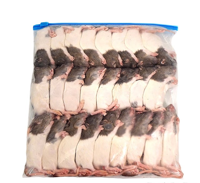 Live feeder rats near hot sale me