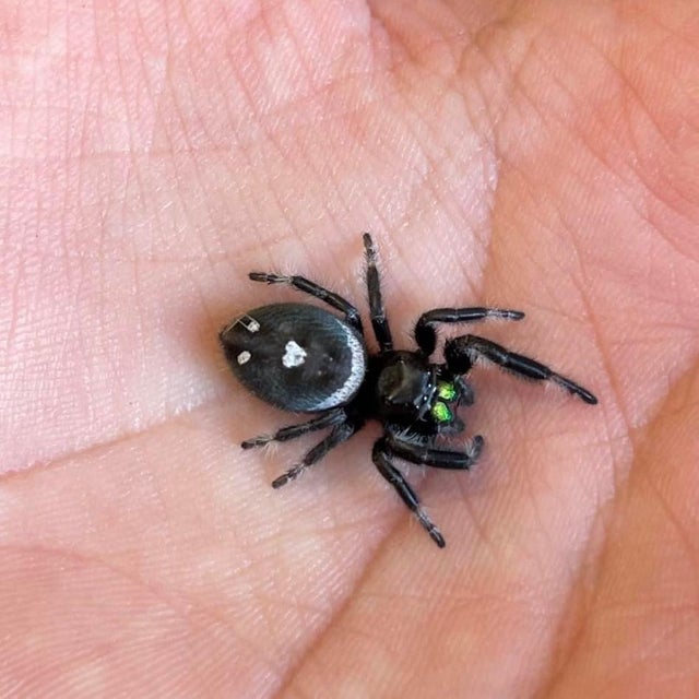 Exotic spiders for sale cheap