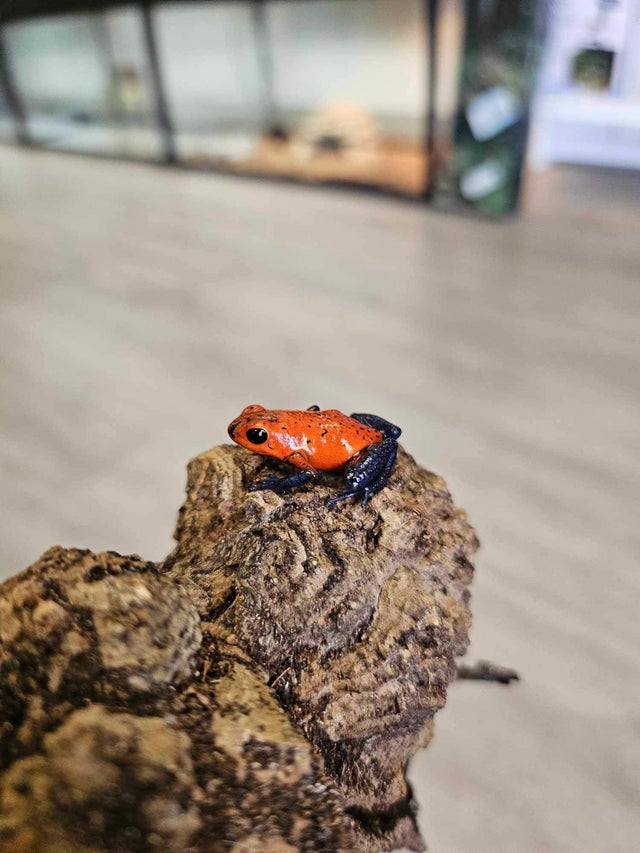 Exotic amphibians shop for sale