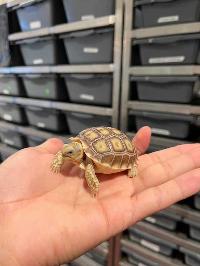 Tortoise for top sale cebu