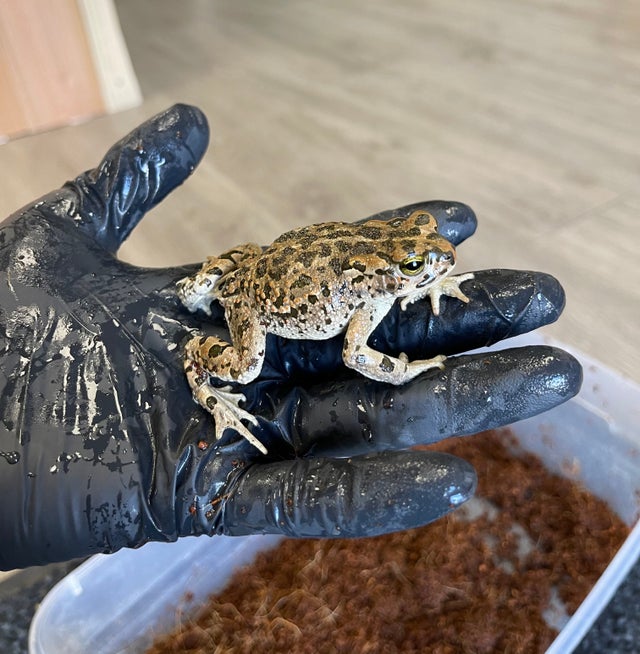 Amphibians For Sale El Paso Texas Finosrainforest Exotic Pets