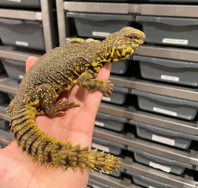 Exotic lizards 2025 for sale