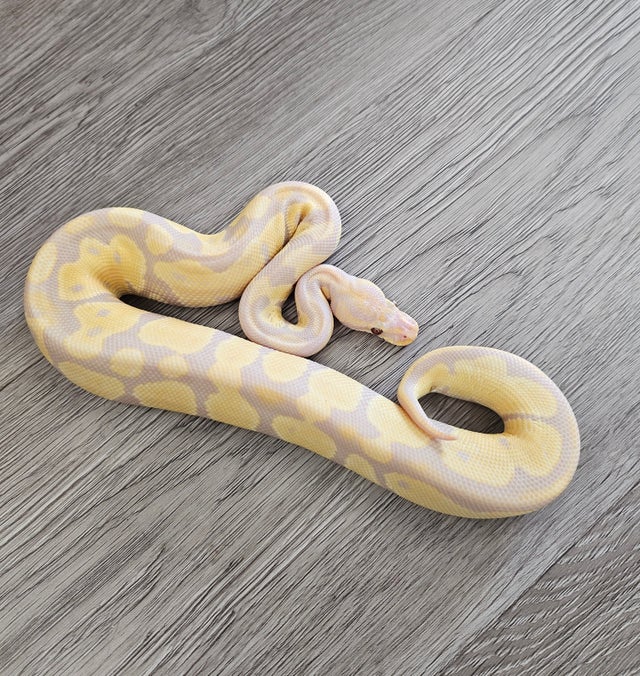 Exotic pythons sale for sale