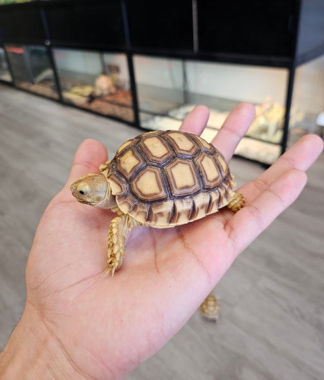 Tortoise for hotsell sale cebu