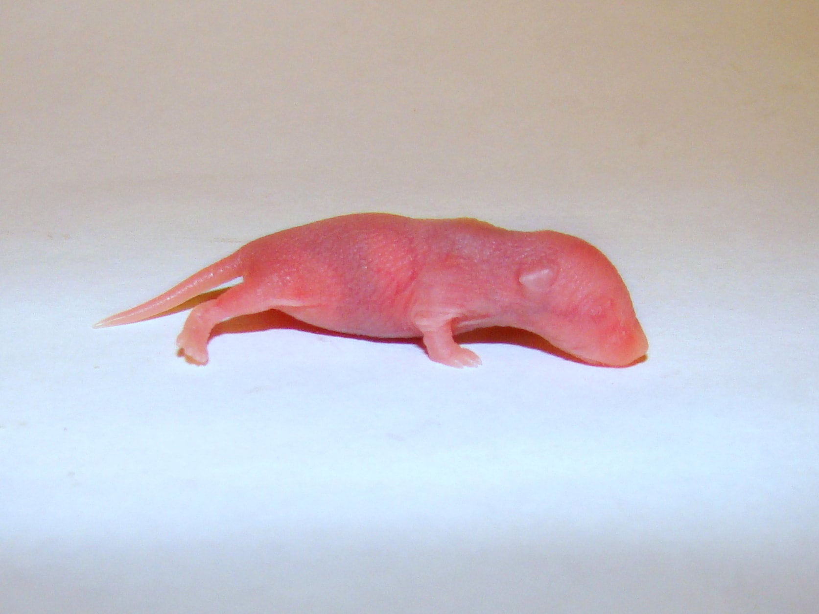 Pinky mice petco shop