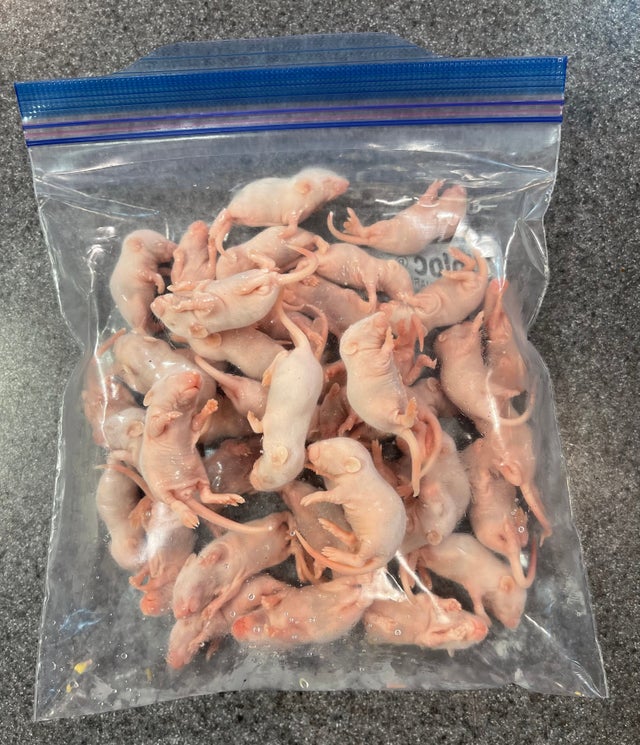 Feeder deals mice live